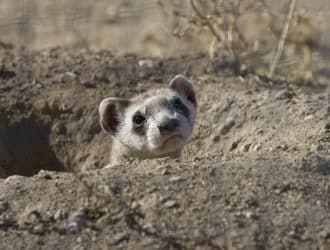 black footed ferret head