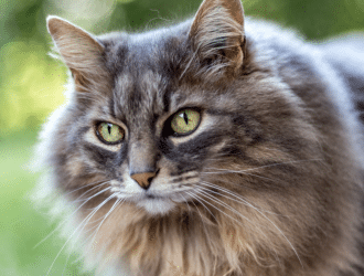 maine coon cat grooming