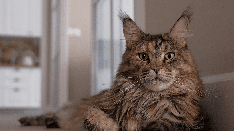 maine coon cat showing