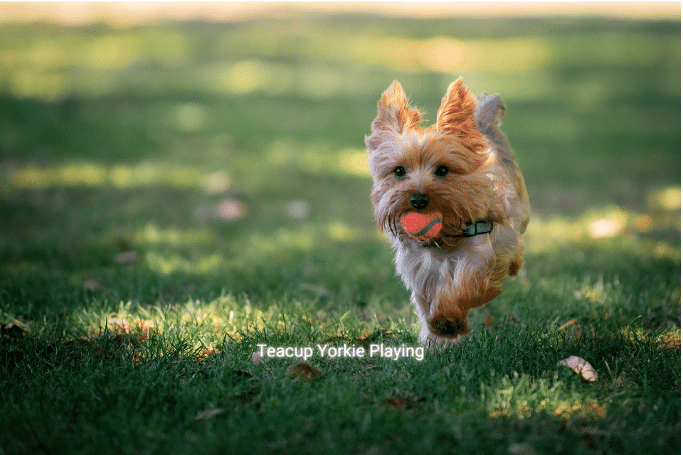 teacup yorkie running