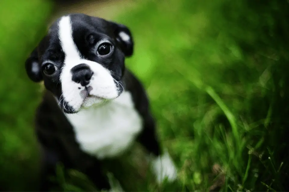 Boston Terrier puppy