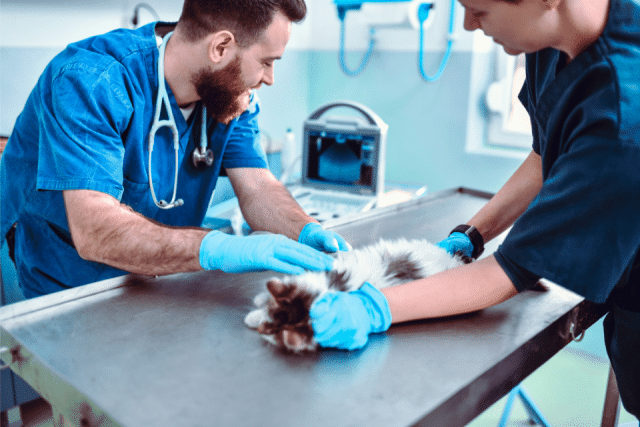 Cat Health Image