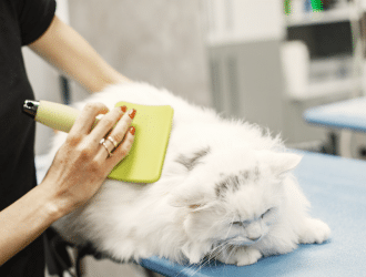 cat grooming - hair loss