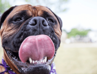 American Bandogge Mastiff