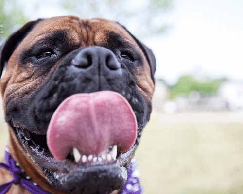 American Bandogge Mastiff