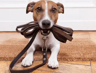 how to teach a dog to walk on a leash