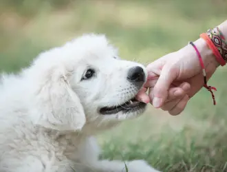 puppy biting