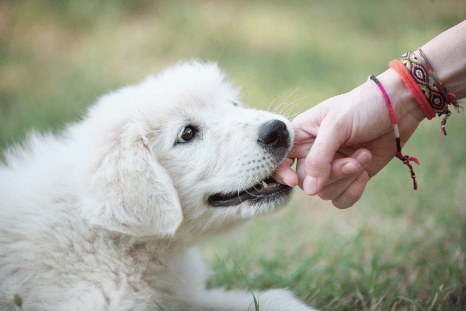 puppy biting