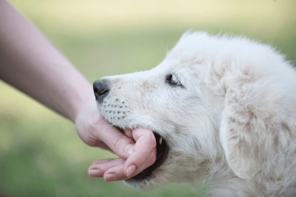 pupy biting