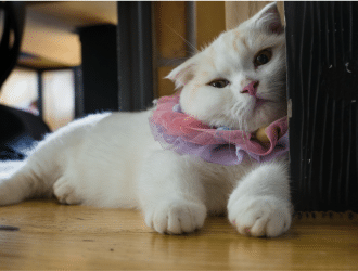 Munchkin cat