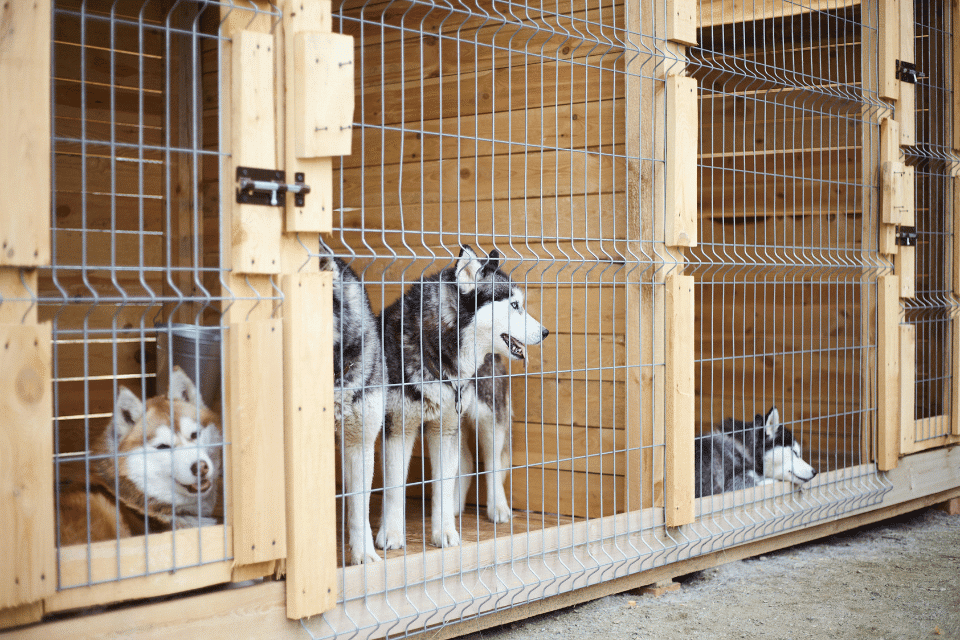 dog kennel