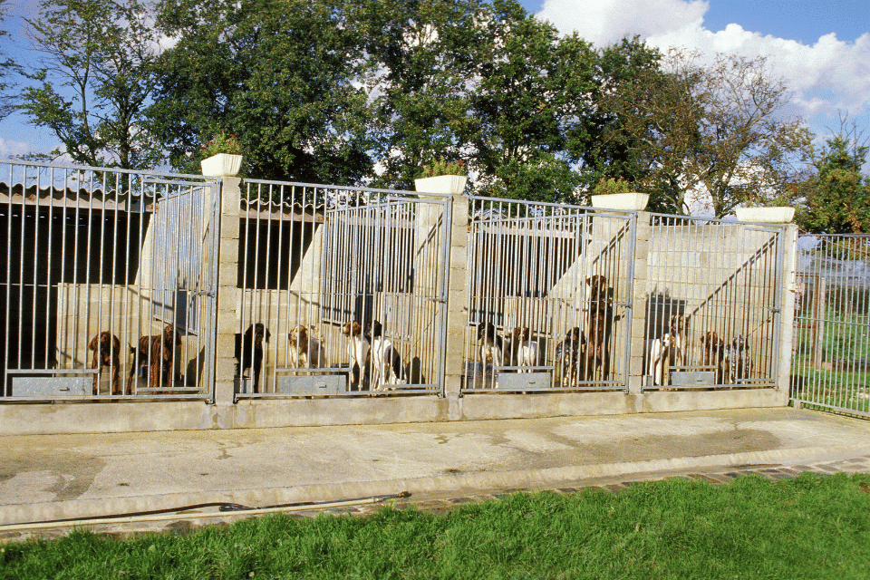 dog kennel