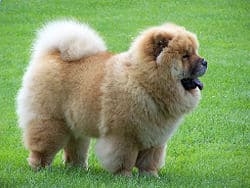 250px-chowchow