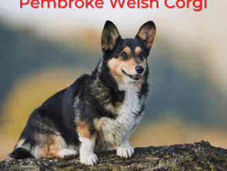 pembroke welsh corgi - smallest Corgi