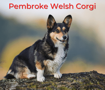 pembroke welsh corgi - smallest Corgi