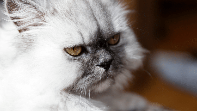 chinchilla persian