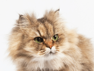 understanding diabetes in cats