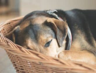 dog in bed