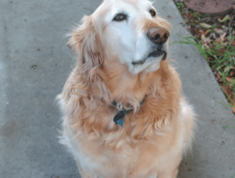 AmericanGoldenRetriever