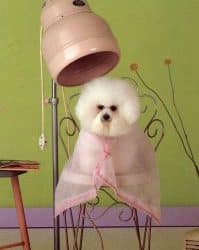 Dog Grooming