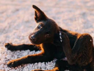 A dog scratching itself due to itching.