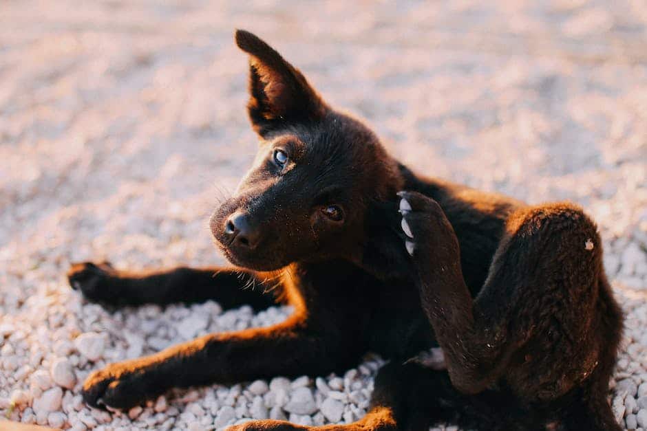 A dog scratching itself due to itching.