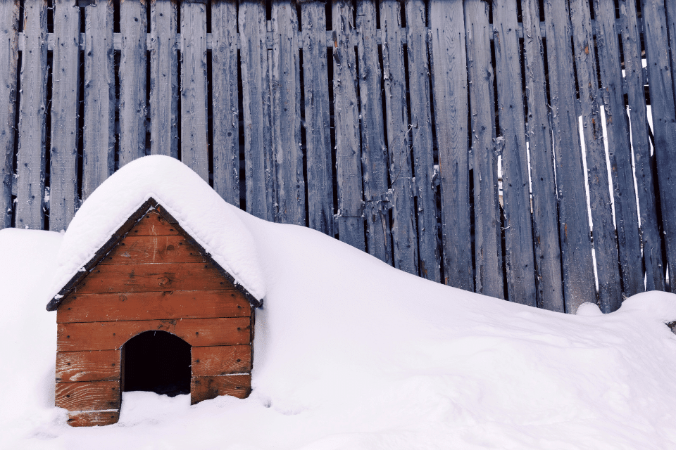 dog and doghouse