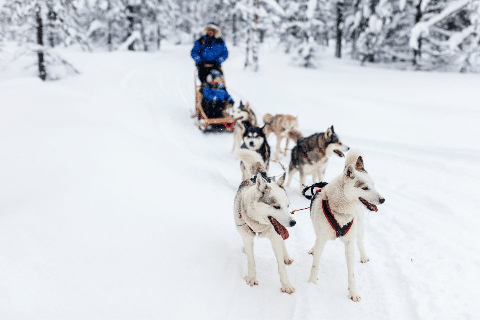 siberian husky behavior