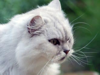 Chinchilla cat white