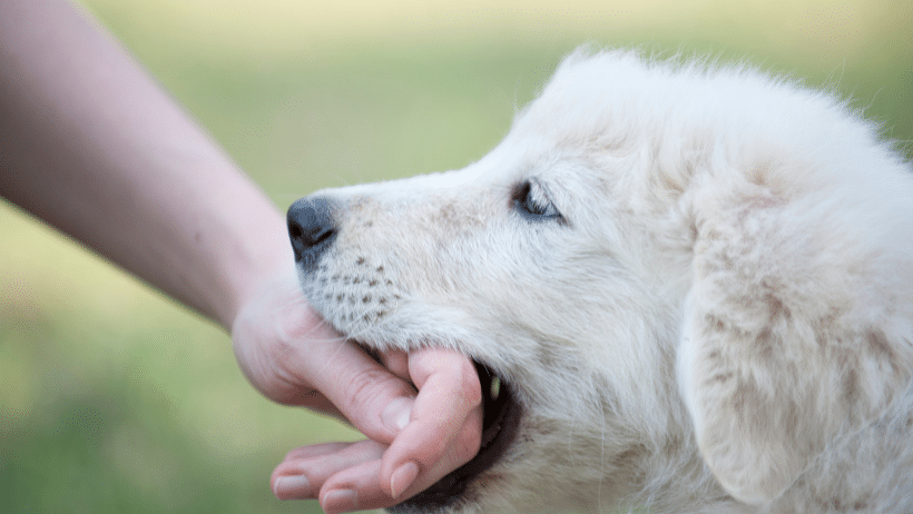 puppy biting