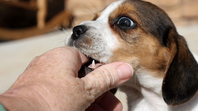 puppy biting