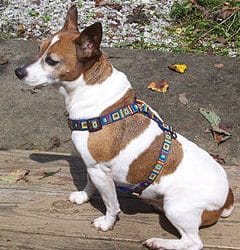 Jack Russell