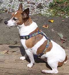 Jack Russell