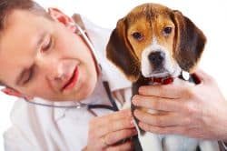 vet holding puppy