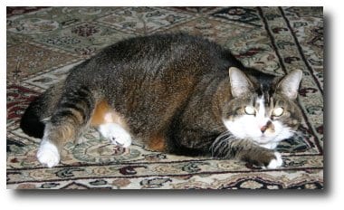 cat on carpet