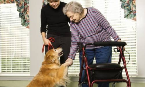 therapy dog