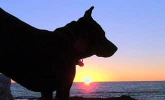 dog-sunset430x200