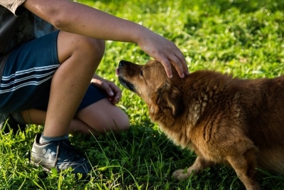 why do dogs eat grass