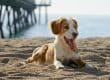 help your pet beat the summer heat