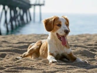 help your pet beat the summer heat