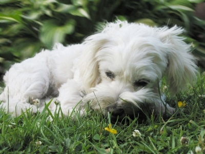 dog eating grass