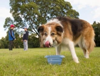 collaps a bowl enjoy the summer with your dog