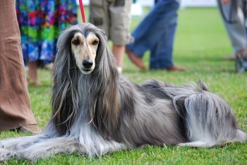 Do some dog breeds live longer - Afghan Hound life expectancy