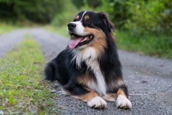 Life span of major dog breeds - Australian Shepard life expectancy