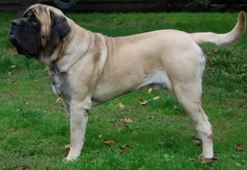 How long do some dog breeds live - Mastiff Dog life expectancy