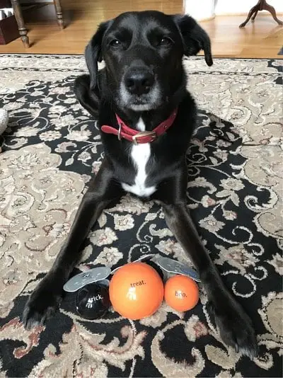 finding the perfect halloween treat Murphy