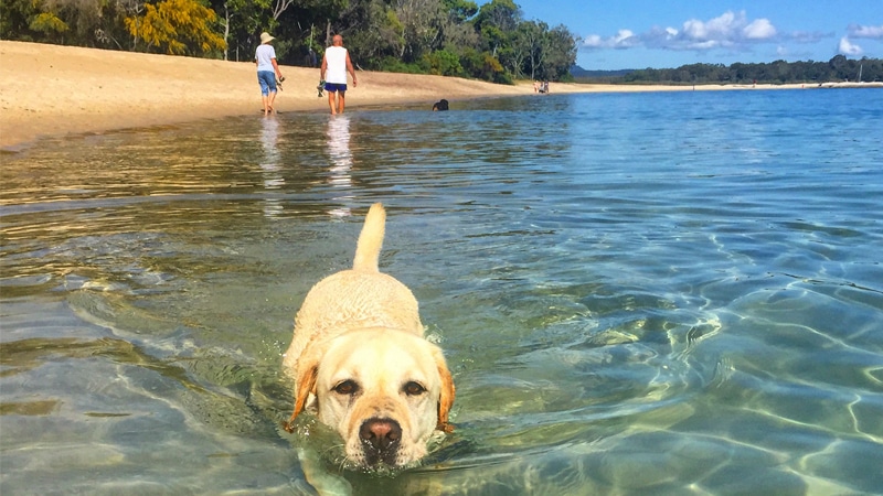 waglab noosa spit