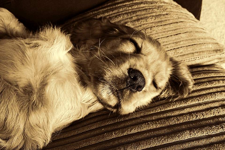 dog sleeping