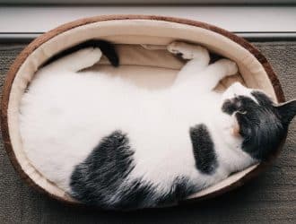 cat beds