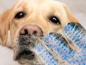 Tips for Dealing With Pets That Shed a Lot